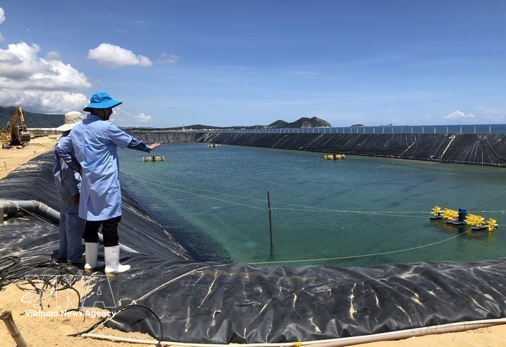 In 2021, Binh Dinh province (now Gia Lai province) had about 2,100 hectares of brackish-water shrimp farms, including 13 hectares applying advanced, high-quality technologies. (Photo: Nguyen Linh – VNA)
