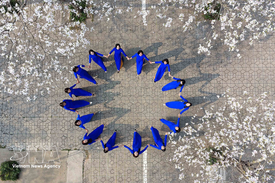 During the ban flower season, many residents and visitors come to admire the blossoms and take photos. (Photo: Quang Quyet – VNA)