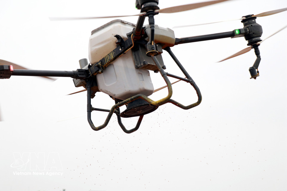 Rice is sown using an unmanned aerial vehicle on farmland of the Nam Dai Duong Youth Cooperative in Nghia Hung commune, Ninh Binh province. (Photo: Nguyen Lanh – VNA)