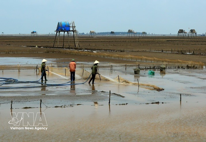 Clams are harvested at Dong Chau beach, Hung Yen province. (Photo: Ngoc Ha – VNA)