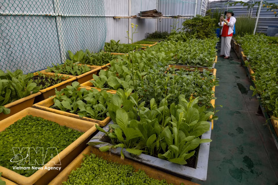 A green vegetable garden on a DK1 platform. (Photo: Xuan Quy – VNA)