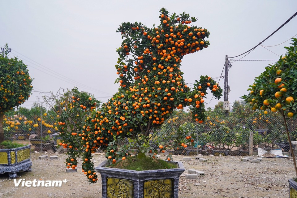 According to the garden owner, each completed piece is highly intricate, so preparations begin as early as the eighth lunar month to shape the horse-figure kumquat pots. (Photo: Hoai Nam/Vietnam+)