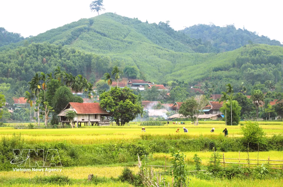 Binh Chuan valley is home to more than 180 hectares of wet rice fields, including over 80 hectares located 1-3 metres above stream level, which rely on water wheels for irrigation to ensure successful harvests. (Photo: Xuan Tien – VNA)