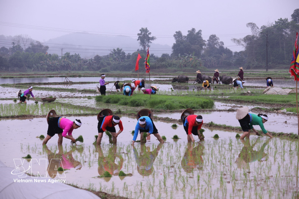 A rice-planting ritual symbolising the start of the new farming season takes place at the festival. (Photo: Trong Dat – VNA)