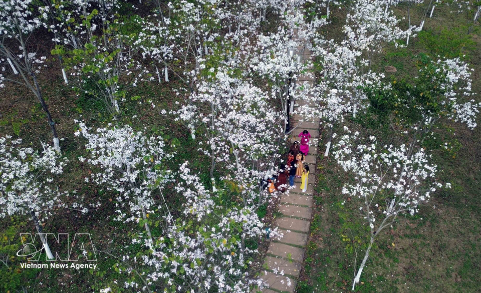 Ban flowers bloom in pure white at Tay Bac Square, creating a romantic and picturesque scene. (Photo: Quang Quyet – VNA)