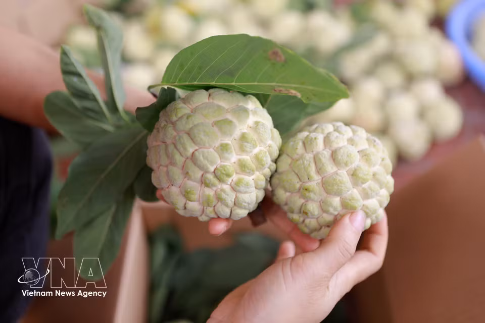 Bo Ly custard apples feature thin skin, thick flesh, few seeds, delicate sweetness, a rich aroma and a characteristically firm texture. (Photo: Nguyen Thao/VNA)