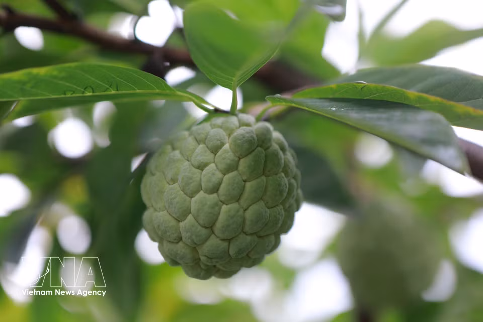 Favourable soil and climate conditions allow Tam Dao custard apple trees to thrive and produce stable yields. (Photo: Nguyen Thao/VNA)