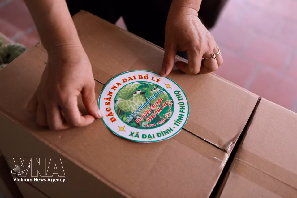 Bo Ly custard apples have been granted collective trademark protection, carry product codes and barcodes, and are recognised as a three-star OCOP product. (Photo: Nguyen Thao/VNA)