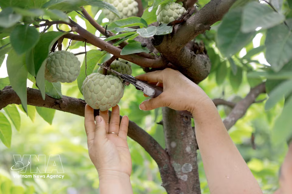 Farmers in Dai Dinh commune harvest Bo Ly custard apples at optimal ripeness to ensure their quality before they reach the market. (Photo: Nguyen Thao/VNA)