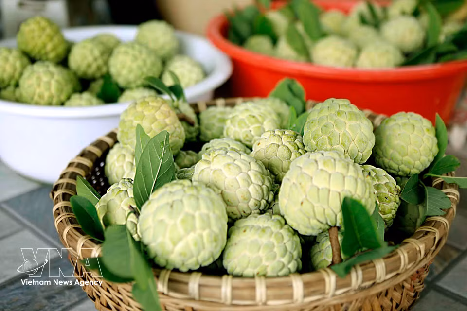 Plump, evenly ripened Bo Ly custard apples capture the natural sweetness of the Phu Tho countryside. (Photo: Hoang Hung/VNA)