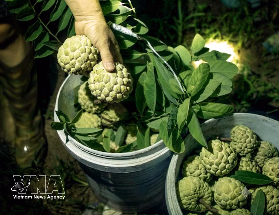 Crates are filled with ripe Bo Ly custard apples after a night of harvesting. (Photo: Hoang Hung/VNA)