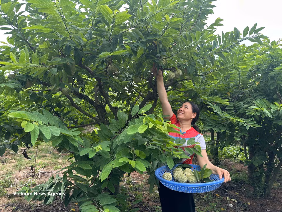 Luong Thi Phuong from Dong But village, Dai Dinh commune, Phu Tho province, harvests custard apples. (Photo: Nguyen Thao/VNA)