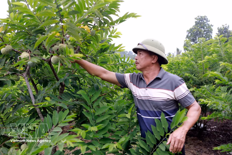 Tran Van Binh from Ngoc Thu village, Dai Dinh commune, Phu Tho province, tends to his custard apple orchard. (Photo: Nguyen Thao/VNA)