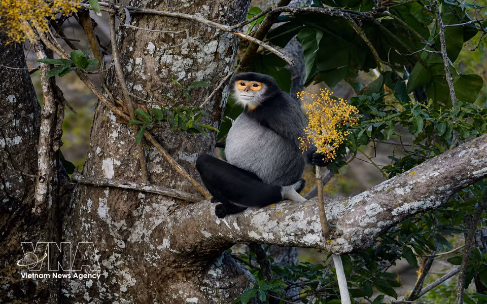A black-shanked douc langur forages on native tree species within the Ba Den mountain forest ecosystem. (Photo: VNA)