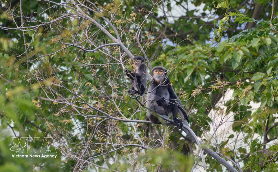 Black-shanked douc langurs inhabit the forest canopy on Ba Den mountain, one of the rare primate populations currently being monitored and conserved in Tay Ninh province. (Photo: VNA)