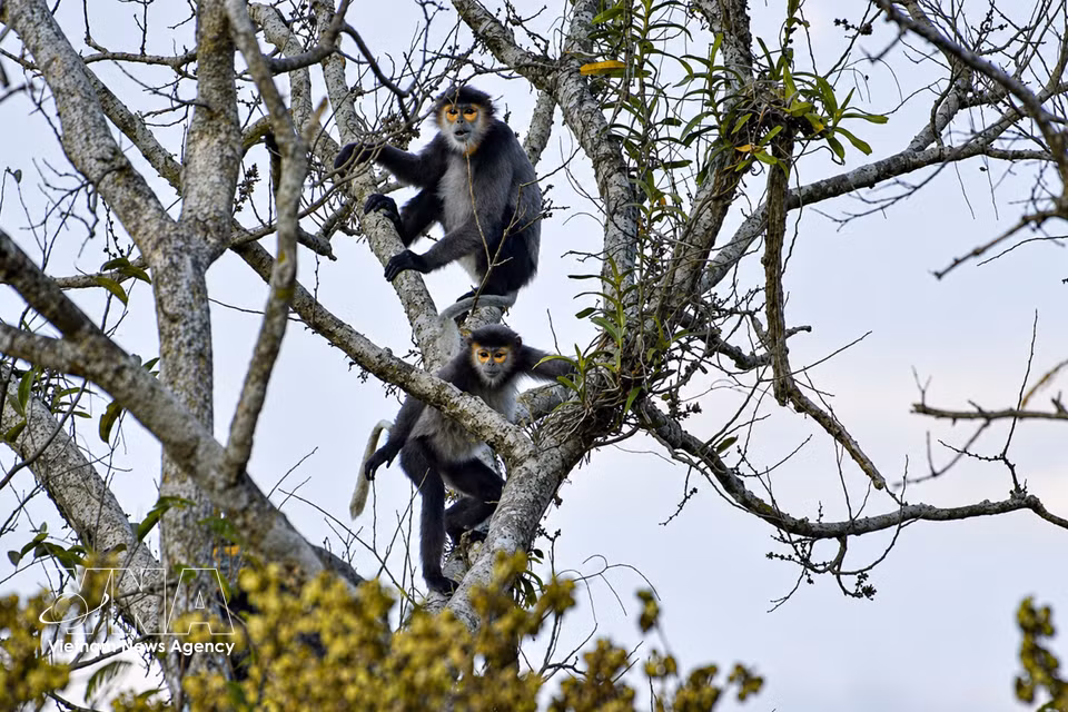 Black-shanked douc langurs move through the high forest canopy in their natural habitat on Ba Den mountain. (Photo: VNA)