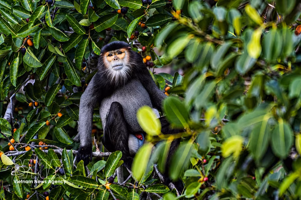 The natural forest habitat, with its abundant food resources, provides important conditions for the stable development of the black-shanked douc langur population. (Photo: VNA)