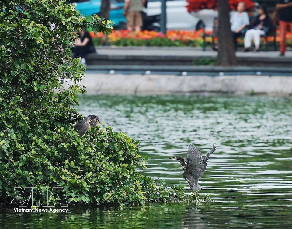“A land where birds settle” - the presence and growth of bird species are widely seen as key indicators of environmental quality and ecosystem health. (Photo: Pham Tuan Anh – VNA)