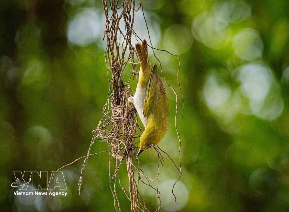 A welcoming habitat for birds. (Photo: Pham Tuan Anh – VNA)