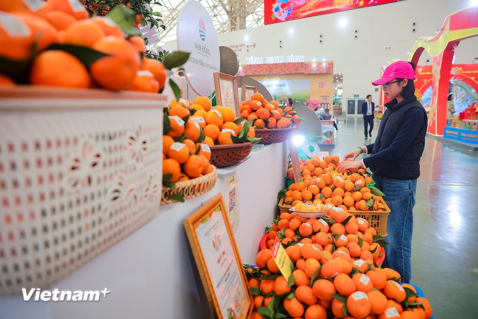 The agricultural and regional specialty zone at Spring Fair 2026 is designed as a “cross-Vietnam spring journey,” mainly located in the halls of the Kim Quy Exhibition Centre and outdoor areas. (Photo: Hoai Nam/Vietnam+)
