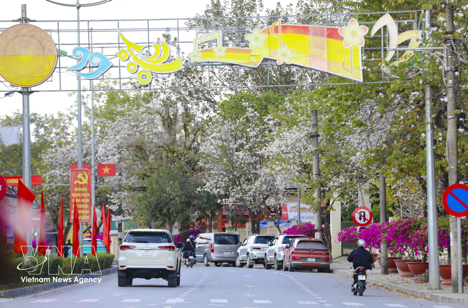 Ban flowers flourish along the central streets of Dien Bien Phu ward, creating a distinctive highlight of spring in the mountain town. (Photo: Xuan Tu – VNA)
