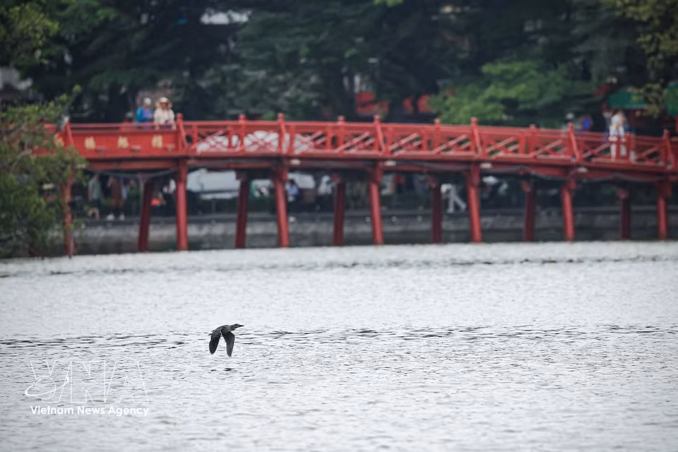 A bird glides low over the lake, with The Huc Bridge in the distance. (Photo: Pham Tuan Anh – VNA)
