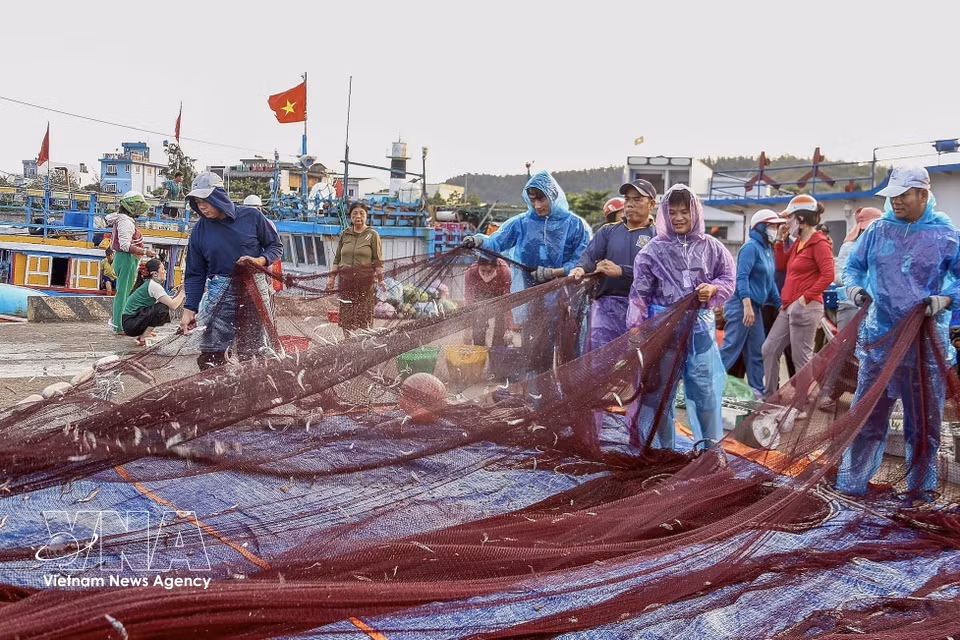 Fishermen gather and sort seafood right at the port after hauling in their nets. The busy scene reflects the excitement of a productive fishing trip. (Photo: Lan Anh/Published by VNA)