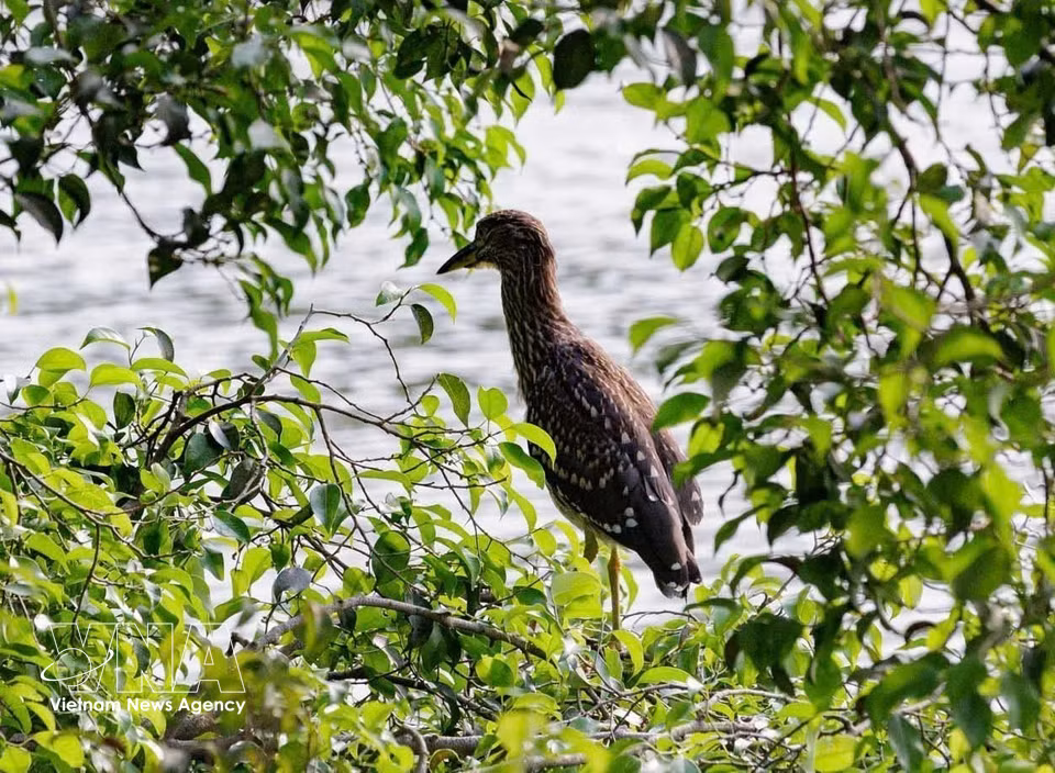 A bird rests on the canopy of a green tree near Hoan Kiem Lake. (Photo: Pham Tuan Anh – VNA)