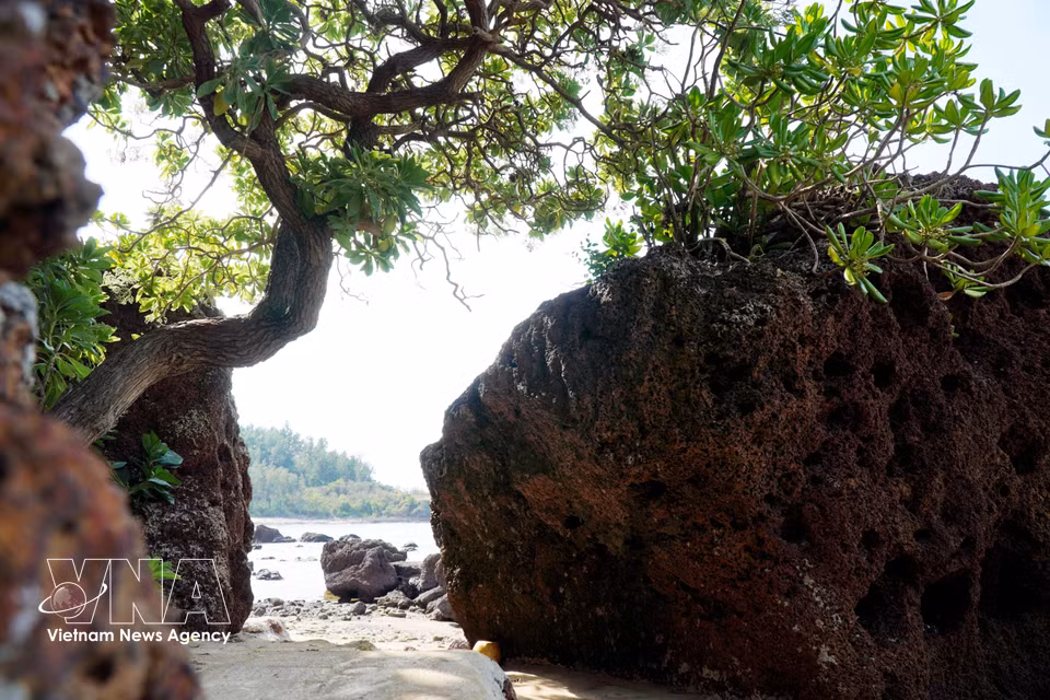 Coastal vegetation and reddish-brown rocks combine to create a picturesque seascape. (Photo: Le Phuoc Ngoc/VNA)