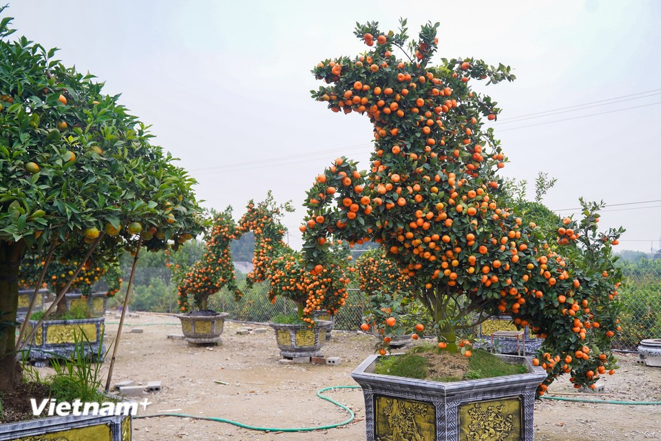 Each horse-shaped kumquat tree stands about three metres tall and 2.5 metres long. The foliage forms the four legs, head and tail in a seamless, balanced structure, adorned with thousands of ripening fruits. (Photo: Hoai Nam/Vietnam+)