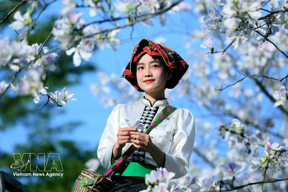 During the ban flower season, young people wearing traditional Thai ethnic costumes come to admire the blossoms and take photos. (Photo: Quang Quyet – VNA)