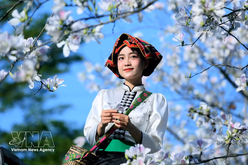 During the ban flower season, young people wearing traditional Thai ethnic costumes come to admire the blossoms and take photos. (Photo: Quang Quyet – VNA)
