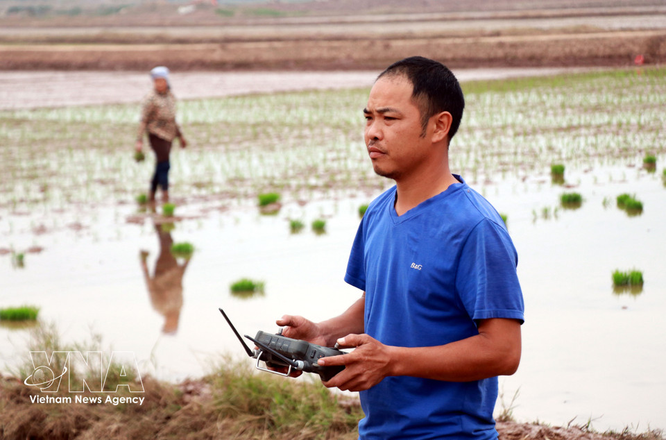 A member of the Nam Dai Duong Youth Cooperative operates an unmanned aerial vehicle to sow rice. (Photo: Nguyen Lanh – VNA)