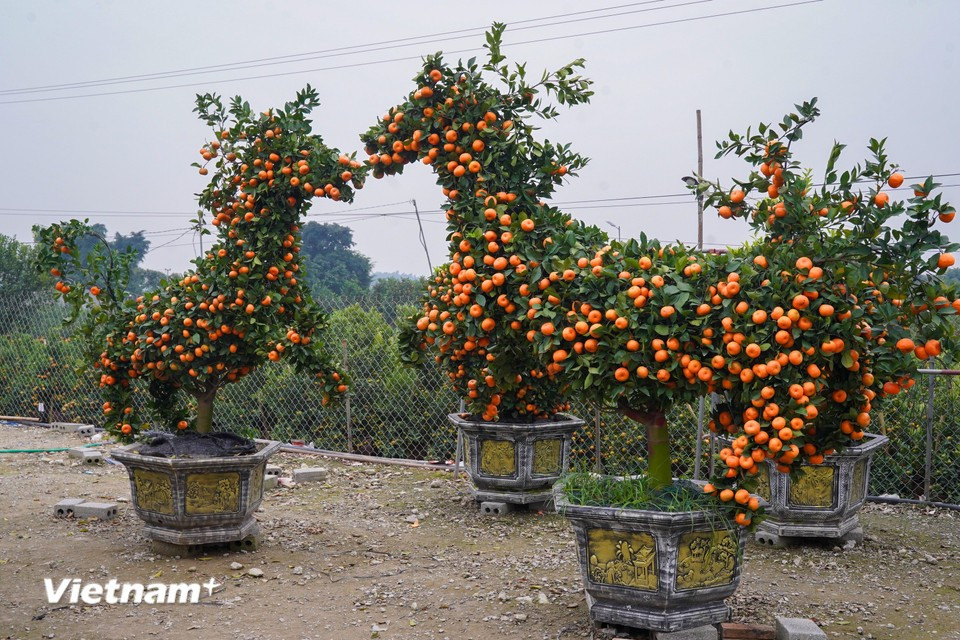 From selecting rootstock and shaping the frame to forming the head, body, legs and tail, and carefully adjusting branches, leaves and fruit for harmony and balance, the process demands meticulous craftsmanship and years of experience. (Photo: Hoai Nam/Vietnam+)
