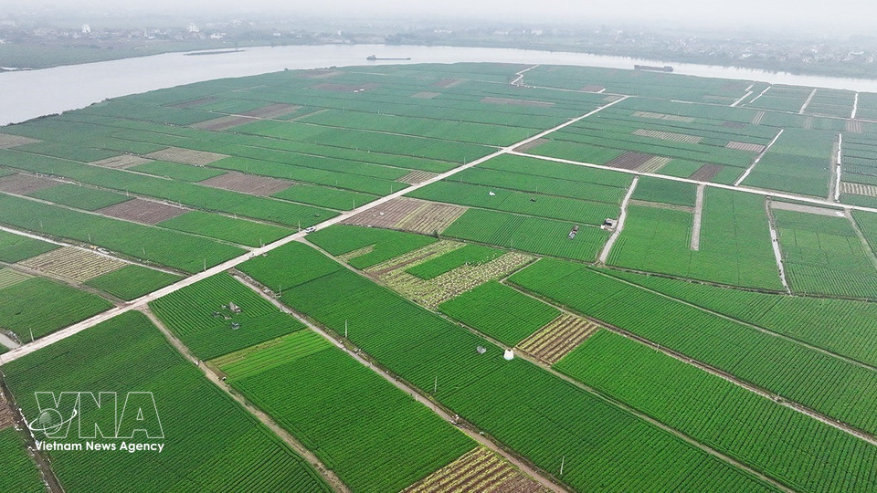 Tue Tinh commune is one of the largest carrot-growing areas in the northern city of Hai Phong, with 495 hectares under cultivation in the 2025–2026 crop and an average yield of about 50.4 tonnes per hectare. (Photo: Vu Sinh/VNA)