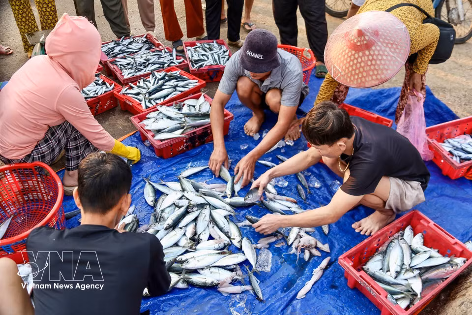 The fish market in Ly Son Special Zone remains lively from early morning. Fresh seafood and bustling trade create the atmosphere of a traditional coastal market. (Photo: Lan Anh/Published by VNA)