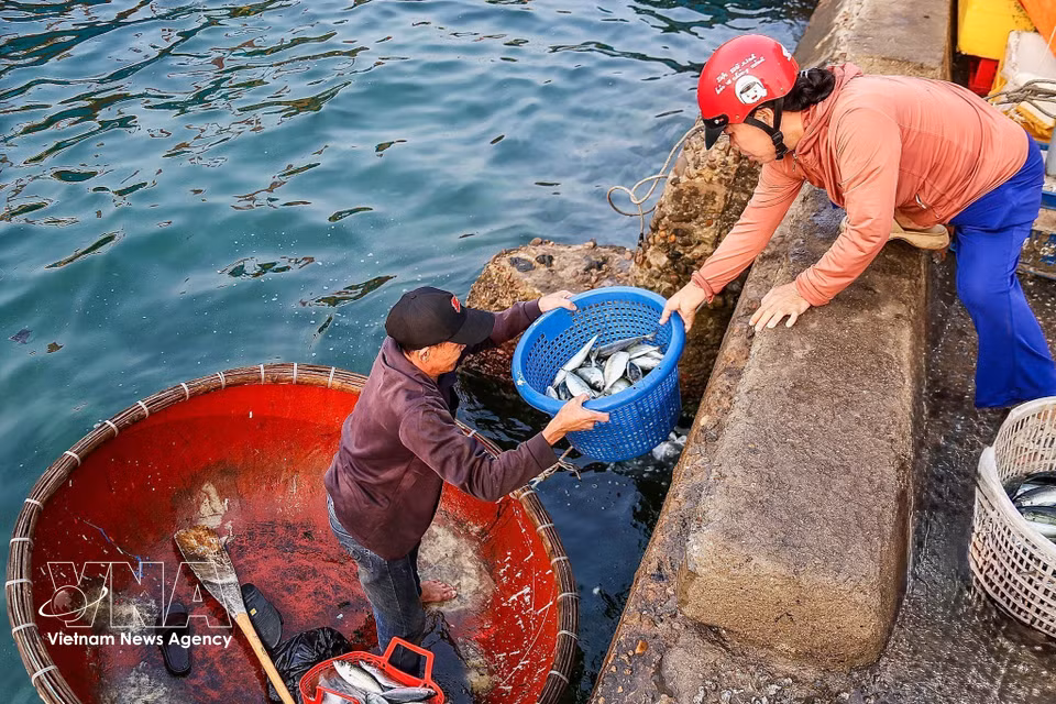 Fishermen transport seafood ashore on round basket boats. The simple daily activity adds to the lively picture of labor on the frontline island. (Photo: Lan Anh/Published by VNA)