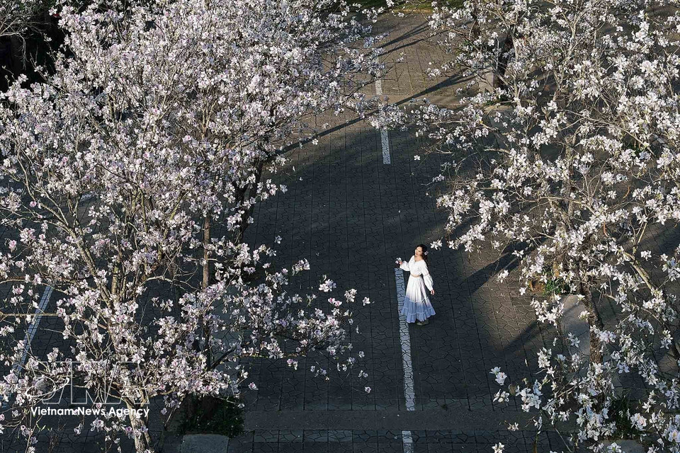 During the ban flower season, young people often come to admire the blossoms and take photos. (Photo: Quang Quyet – VNA)