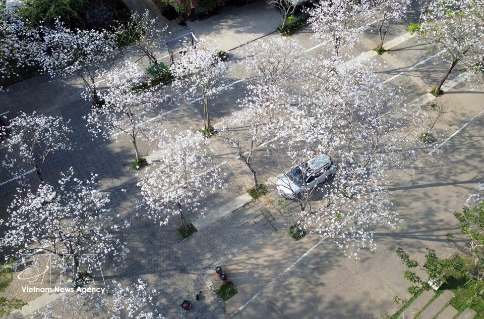 Ban flowers bloom in pure white at the Suoi Hen Vuon Dao restaurant area, creating a romantic and picturesque scene. (Photo: Quang Quyet – VNA)