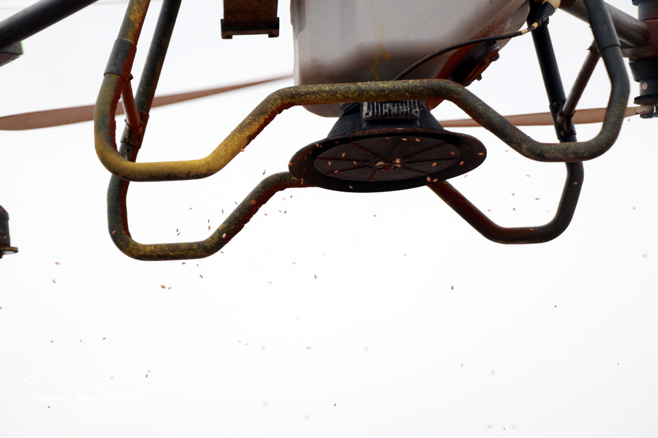 The Nam Dai Duong Youth Cooperative in Nghia Hung commune, Ninh Binh province uses unmanned aerial vehicles to sow rice. (Photo: Nguyen Lanh – VNA)