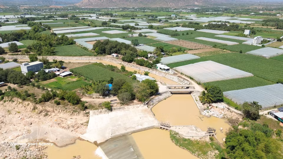 The canal system branching from Nha Trinh weir extends along both banks of the Cai Phan Rang River, providing water to thousands of hectares of farmland. (Photo: Nguyen Thanh/VNA)