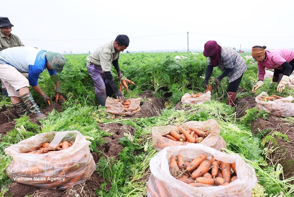 Carrots are harvested for export markets in large-scale production areas in Tue Tinh commune, Hai Phong. (Photo: Vu Sinh/VNA)