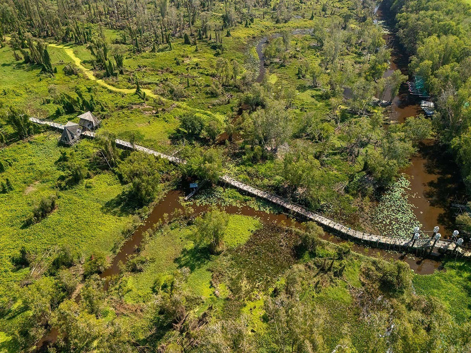 The Tra Su cajuput forest ecotourism site (Tinh Bien town, An Giang), covering 850 hectares, is among Vietnam’s most well-known cajuput forests and part of the national system of special-use forests. (Photo: Khanh Hoa – VNA)