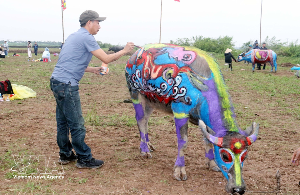 The buffalo body-painting competition is an indispensable activity of the Doi Son ploughing festival, bringing fresh colours and a special artistic imprint to the festival space. (Photo: Nguyen Chinh – VNA)