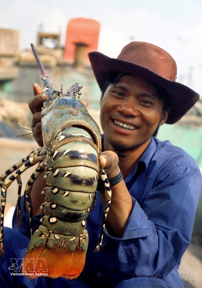 Lobsters are caught in the Con Dao fishing grounds. (Photo: Trang Duong – VNA