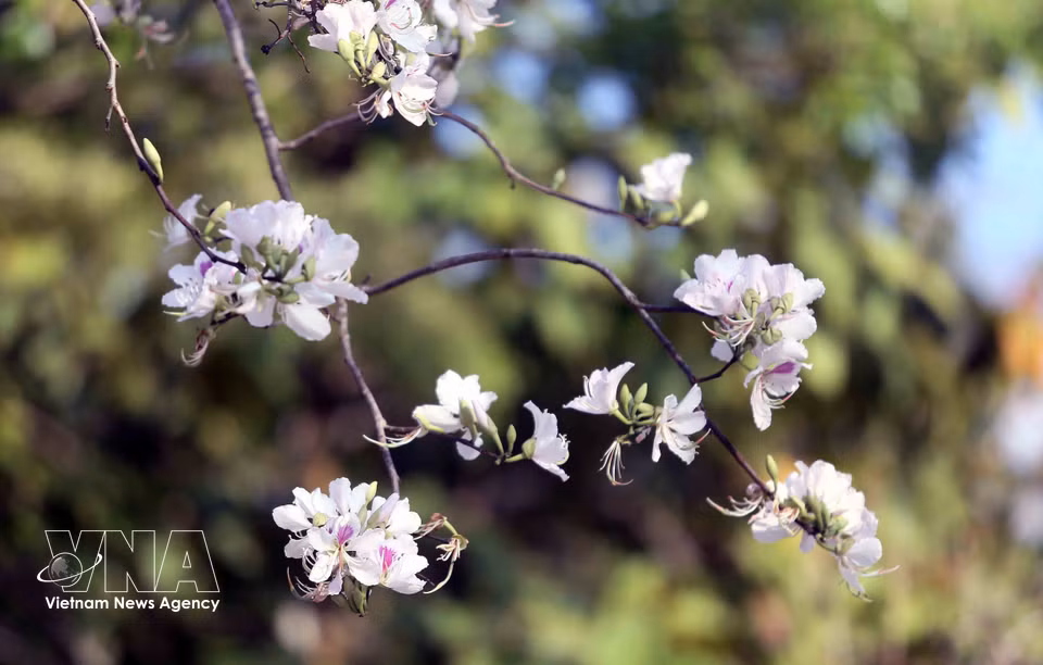 Ban flowers in bloom. (Photo: Quang Quyet – VNA)