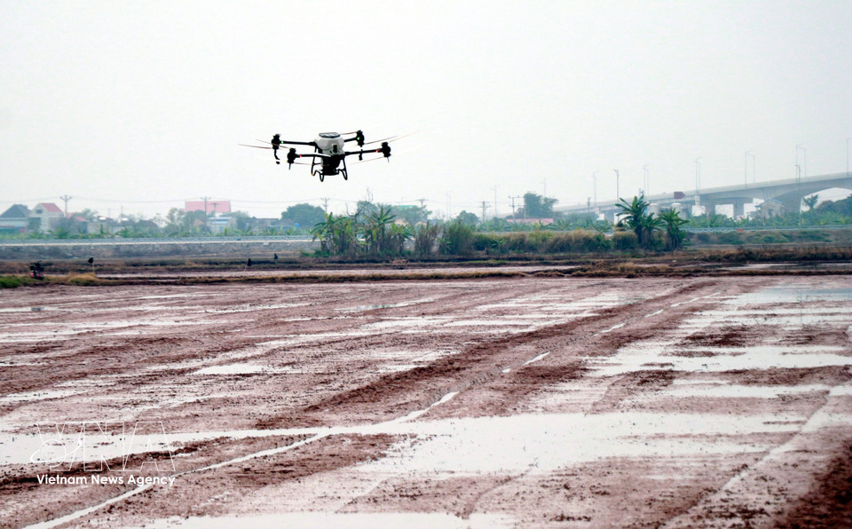 Rice is sown using an unmanned aerial vehicle on farmland of the Nam Dai Duong Youth Cooperative in Nghia Hung commune, Ninh Binh province. (Photo: Nguyen Lanh – VNA)