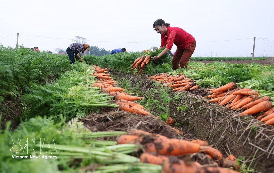 Tue Tinh commune is one of the largest carrot-growing areas in Hai Phong, with 495 hectares under cultivation in the 2025–2026 crop and an average yield of about 50.4 tonnes per hectare. (Photo: Vu Sinh/VNA)