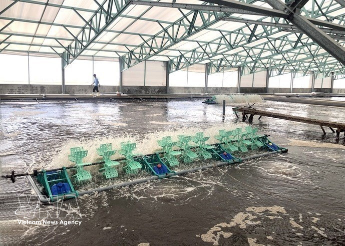 Viet Uc Phu My Co., Ltd. stocks 7.5 hectares of white-leg shrimp using advanced technologies in Gia Lai province. (Photo: Nguyen Linh – VNA)