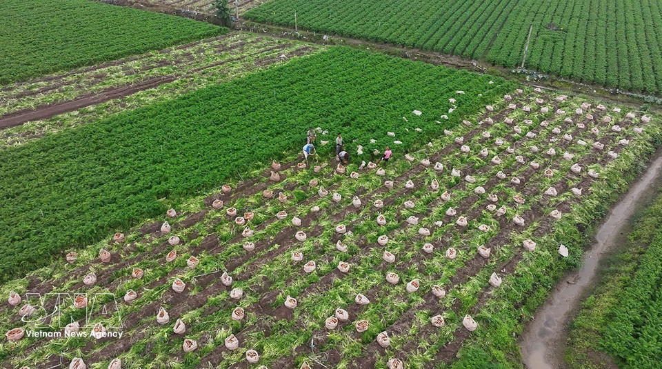 Carrots are harvested for export markets in large-scale production areas in Tue Tinh commune, Hai Phong. (Photo: Vu Sinh/VNA)